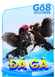 đá gà go8 live